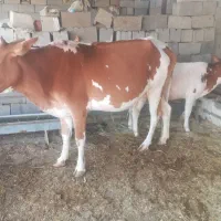 گاووگوساله|حیوانات مزرعه|بهبهان, |دیوار