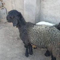 بره|حیوانات مزرعه|کیار, |دیوار