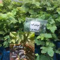 فروش نهال انگور(محلی و خارجی)/ ارسال از تاکستان