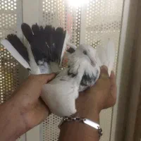 کفتر