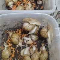 حلزون آلبینو