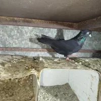 کفتر ذاغ چش نوک