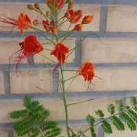 من بجای شما از حساب اعتباریم خرید کنم