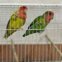 طوطی کوتوله برزیلی