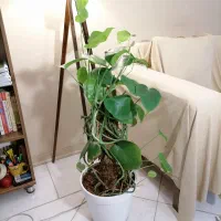 برگ انجیری