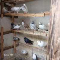 کبوتر|پرنده|رشت, تازه آباد|دیوار