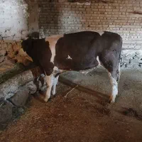 یک عدد گوساله نر