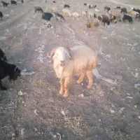قوچ میش رون به شرط