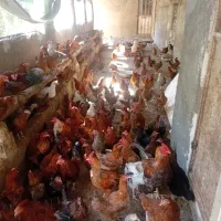 مرغ گلپایگانی، رسمی|حیوانات مزرعه|باقرشهر, |دیوار