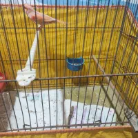 قناری نرمست شلاقی آروم وقرارندارن