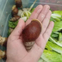 حلزون البینو