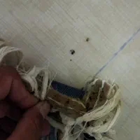 سمپاشی سم پاشی متخصص ساس و سوسک «۱۰۰٪تضمینی»|خدمات نظافت|پاکدشت, پاکدشت (مامازند)|دیوار