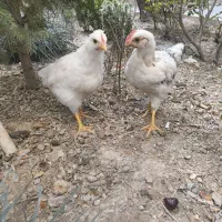 مرغ و خروس سالم و سرحال