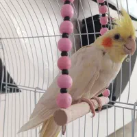 دوعدد عروس هلندی فروشی