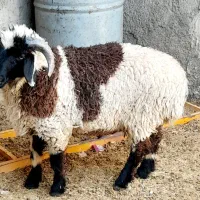 بره نره شیر پر