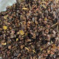 کشمش آبگیری تاکستان|خوردنی و آشامیدنی|تاکستان, |دیوار