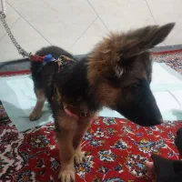 توله سگ ژرمن