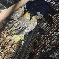 جوجه عروس تازه دونخور