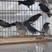 فنچ|پرنده|رشت, پل تالشان|دیوار