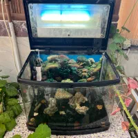 اکواریوم شرکتی شیشه خم