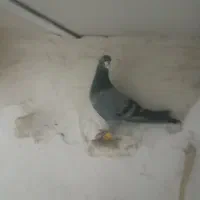 هفرنگ نر|پرنده|تاکستان, |دیوار