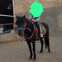 اسب پونی و فلابلا