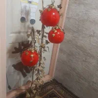 اباژور طرح انگور