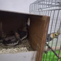 عروس هلندی مولد