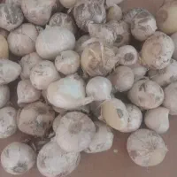 موسیرکوهی
