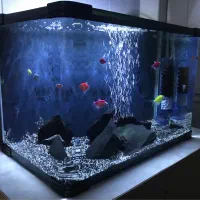 آکواریوم شرکتی شیشه خم با ماهی و لوازم