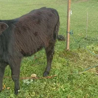 لیشه گاو گوساله ماده|حیوانات مزرعه|فومن, |دیوار