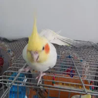 فروش جفت عروس هلندی لوتینو سالم و سلامت دستی.