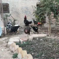 مرغ و خروس و جوجه لاری|حیوانات مزرعه|ضیاء آباد, |دیوار