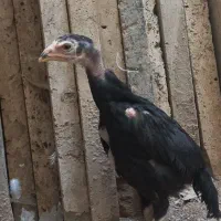 جوجه لاری اوشامو