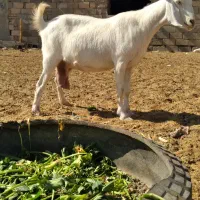 بز ماده سانن خالص