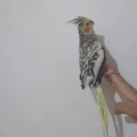 فروش عروس هلندی ماده ،مرواریدی