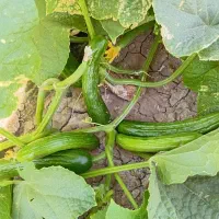 با سلام خیار شور درجه یک|خوردنی و آشامیدنی|طاغنکوه, |دیوار