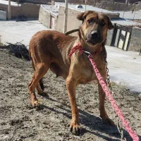 سگ ماده|سگ|صوفیان, |دیوار