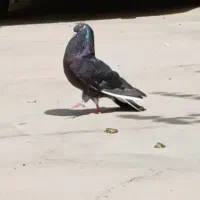 کبوتر آهنی نر ماده|پرنده|شاهین دژ, |دیوار