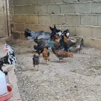 فروش جوجه گلین ۴ تا ۵ ماهه