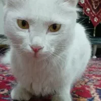 گربه آنکارا واگذاری