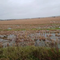 فروش-شالیزار18500متر5میلیارد5500-میلیون