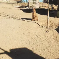 سگ ژرمن|سگ|مشهد, رده|دیوار