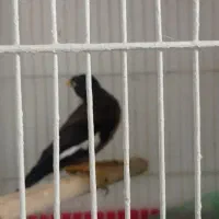 مرغ مینا دون خور باقفس|پرنده|کیش, |دیوار