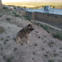 سگ سرابی