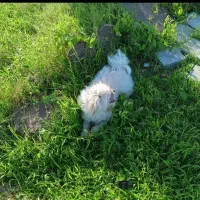 سگ شیتزو کراس فلت عروسکی سفید|سگ|رشت, حاجی آباد|دیوار