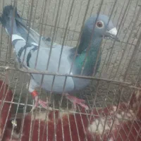 کبوتر گم شده