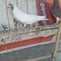 کبوتر پرشی وخوش رنگ|پرنده|نائین, |دیوار