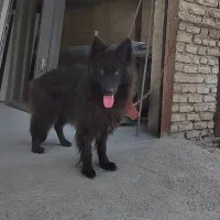 سگ ژرمن بلک ماده|سگ|بهشهر, |دیوار