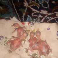 جوجه مینا به شرت